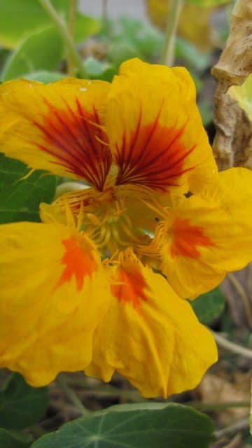 Nasturtium (Tropaeolum majus) are bright, colorful, easy-to-grow flowers. This is the yellow variety of Tropaeolum majus "Jewel Mix."