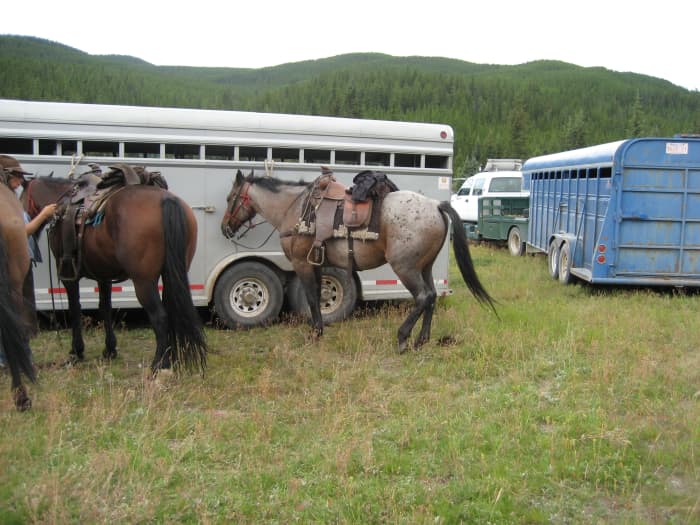 Горные лошади, готовые отправиться в путь, в нагрудных ошейниках и подпружиненных ремнях.