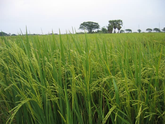 The grains considered as a staple food in some part of the world, one of them the Philippines.