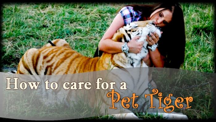 "Tiger Teen Mom" (an experienced animal handler) Felicia Frisco with her tiger, "Will."