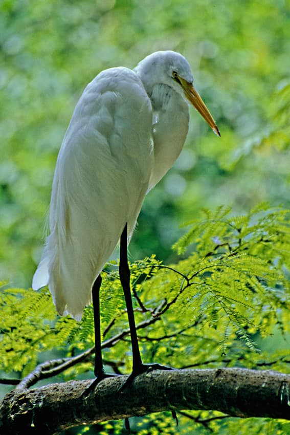 Florida Water Birds: A Photographic Guide - WanderWisdom