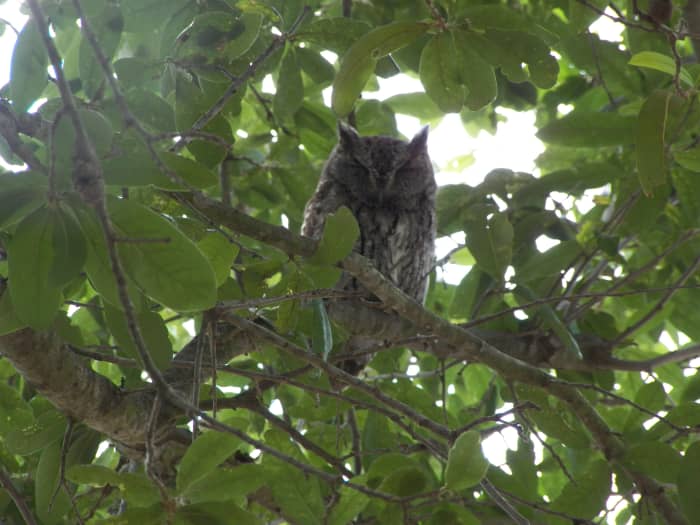 Adult Male Eastern Screech Owl in tree. The father was hidden in the leaves of the tree about 15-20 feet from the nest. He sleeps there while the female incubates the eggs and helps her feed the babies once they hatch.