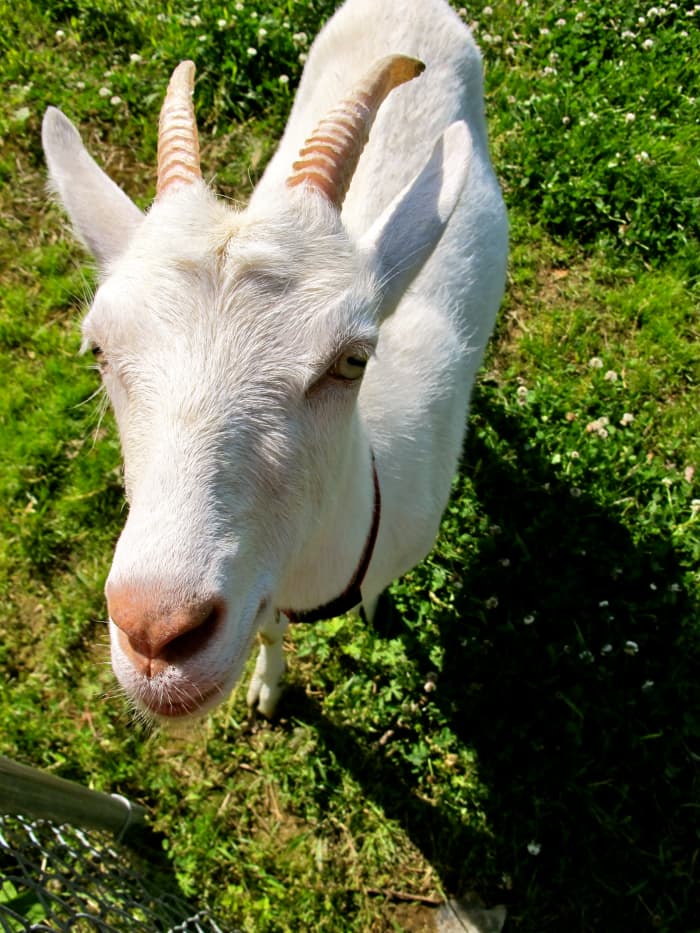 Raising Goats: How to Choose a Breed - Owlcation