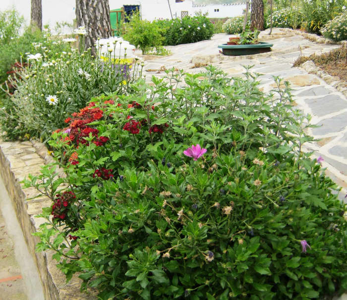 This little raised bed section is filled with plants grown mainly from cuttings or seed and is also under planted with cheap bulbs with differing flowering times for year round interest.