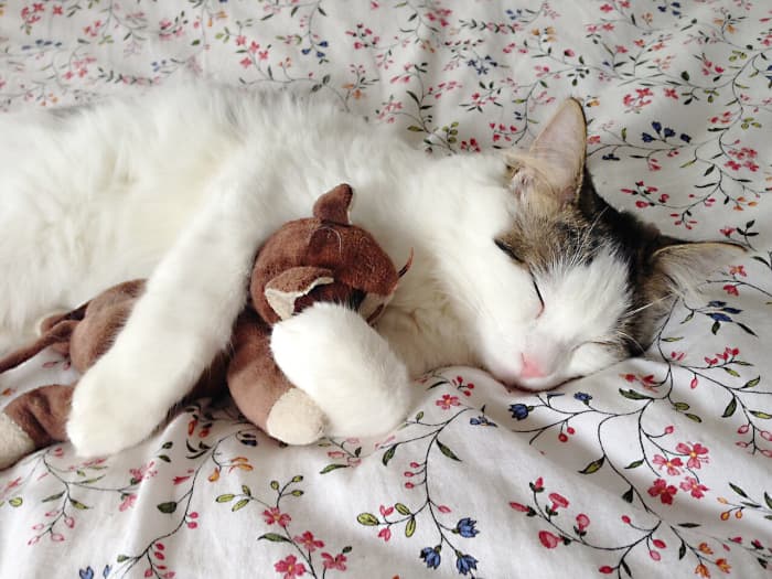 Cat toys can carry the feline distemper virus.