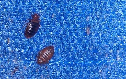 How to Identify Bedbugs and Distinguish Them From Other Pests - Dengarden