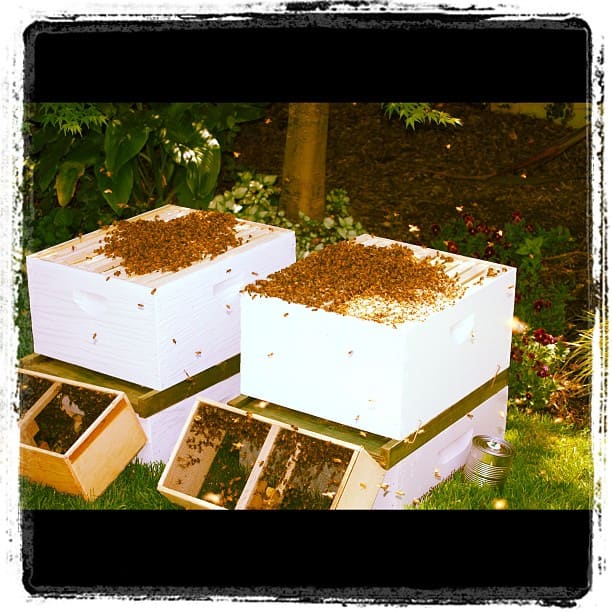 starter bee hives