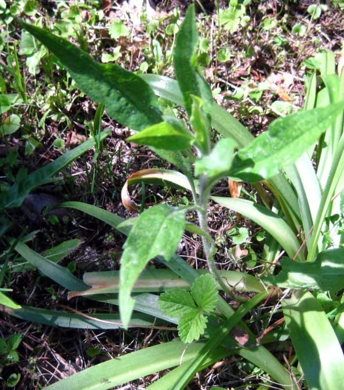 A weed can be pulled up by the roots by hand or trowel... or, you can just leave it alone!