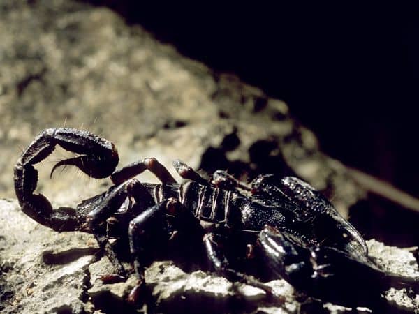 It has been said that Scorpios can be broken down into three totems, and this article will explain each one.