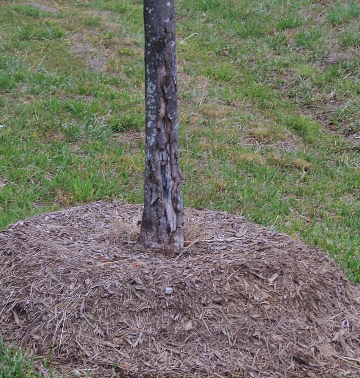 Note the diseased bark on this sad tree, the victim of a mulch volcano. Sometimes, in desperation, tree roots grow up into the mulch, seeking water.