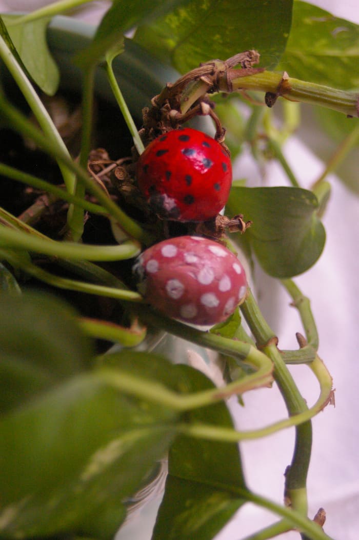 These were simple and enjoyable to make. What do the seed halves look like to you?