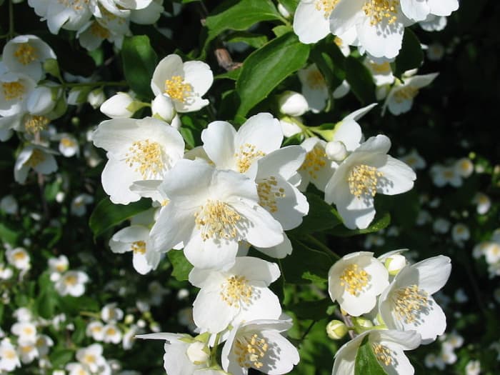 Not all jasmine plants are created equal, and you should do a little research before acquiring some plants to place in the ground to be sure they meet your expectations.