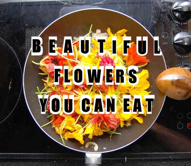 25 Flowers You Can Eat Delishably