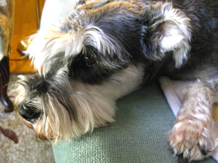She's the reason I cook dog food in my own kitchen . . . I want to be certain the food I'm giving my dog is safe!