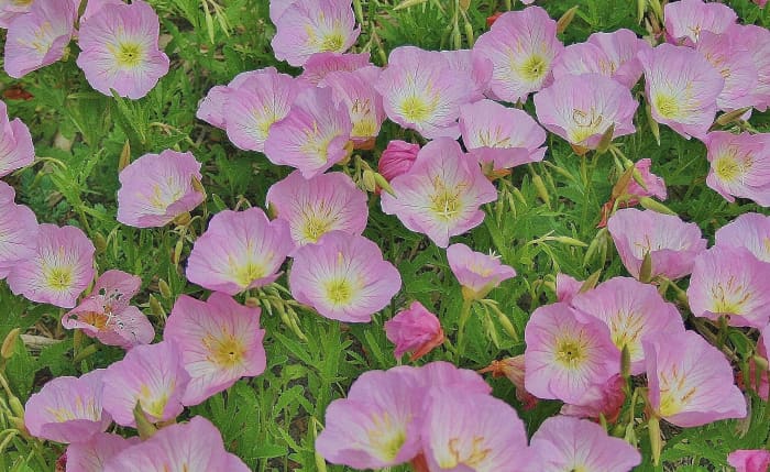 This patch of primrose started on its own, "jumping" from a stacked container garden into a nearby flowerbed.