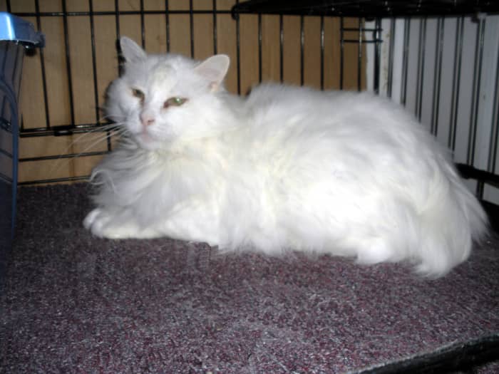 Henri's owner died, and the cats were all turned over to H.A.L.O. Henri is just moping away, spending his days hiding in the back of his cage. He'd rather have cuddles.
