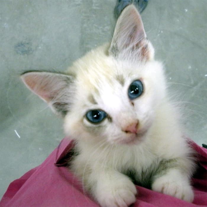 "Little Miss Fuzz" was one of our first "foster failures." She stole our hearts, so we adopted her ourselves.