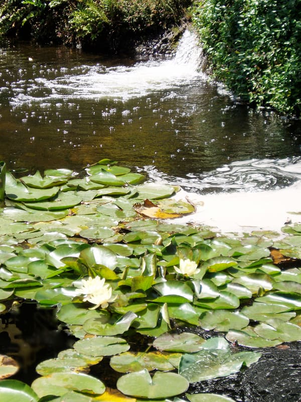 Wild water sources like this one, and the critters that inhabit them, often carry diseases of some sort. What most people don't realize is that domestic water in our homes also has its dangers—usually chemical in nature.