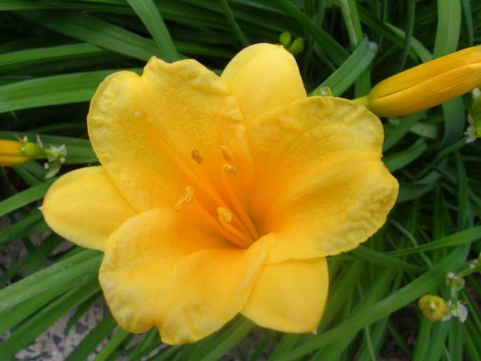 How to Keep Stella de Oro Daylilies Blooming All Season - Dengarden