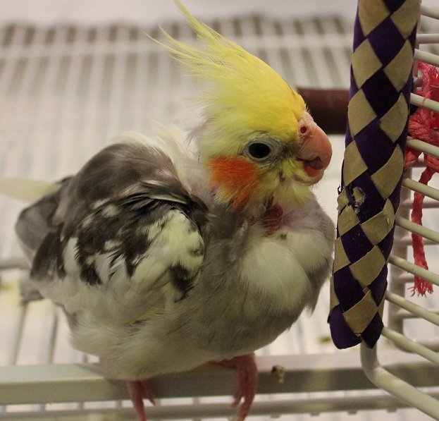Ethics of Keeping Pet Birds Is It Cruel to Keep a Bird in a Cage