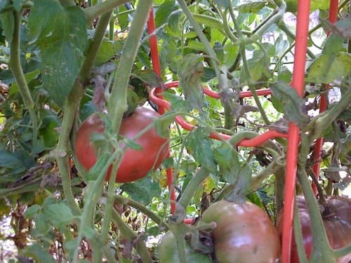 A one-time investment of sturdy metal tomato ladders will last a lifetime.
