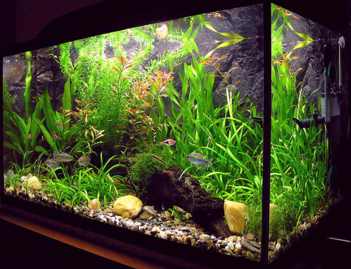 How to Cycle Your New Fish Tank PetHelpful