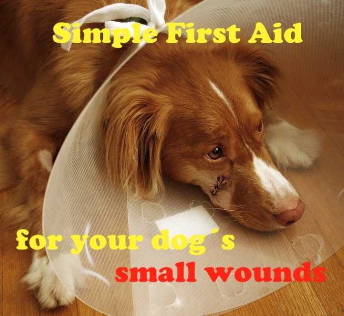 Some dog wounds just need simple first aid at home.