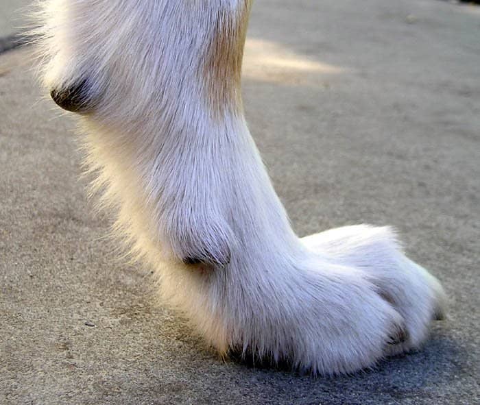 Before you begin clipping your dog's nails, you will want to have a solution that will stop the bleeding—just in case you cut the quick.