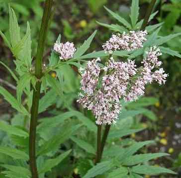 This guide will provide all the information you need to grow your own common valerian plant.