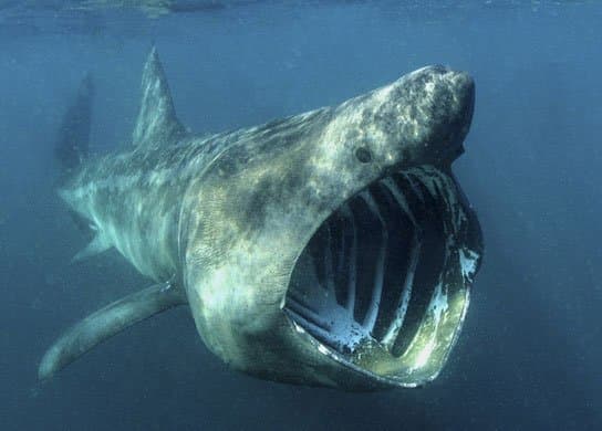 A basking shark can filter the same volume of water that would be used to fill 10 Olympic-sized swimming pools in just one hour.