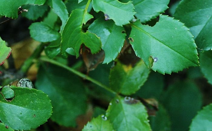 This little landscaping rose, planted in partial shade, has a bad case of black spot.
