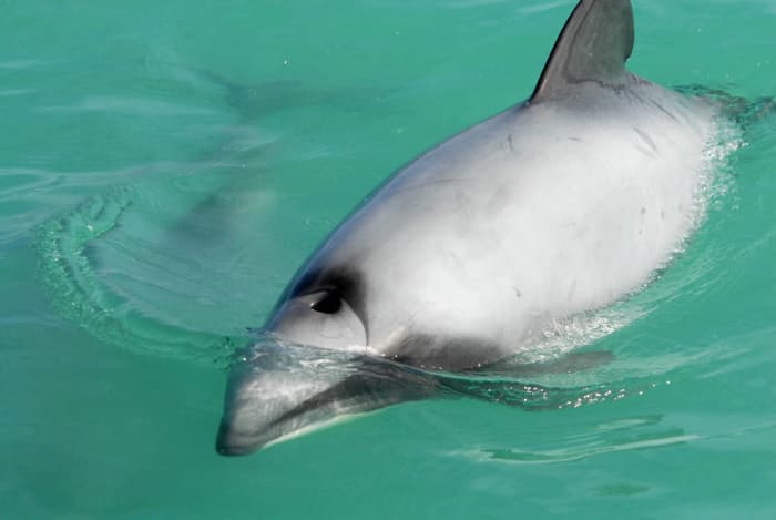 A close-up view of a Hector's dolphin