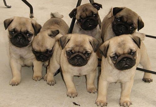 Whether you adopt a male or female, you will be sure to get a devoted, bright, intelligent, playful pug puppy that will be a wonderful addition to your family.