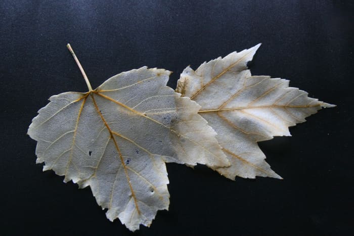 Skeleton leaves are used for scrapbooking projects, card making, and kid's leaf projects.