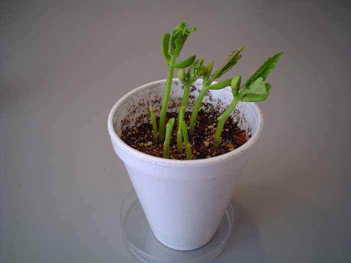 How Do Seeds Germinate? Monocots vs. Dicots Owlcation