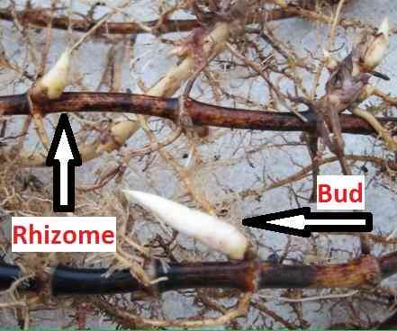 how-to-grow-bamboo-cuttings