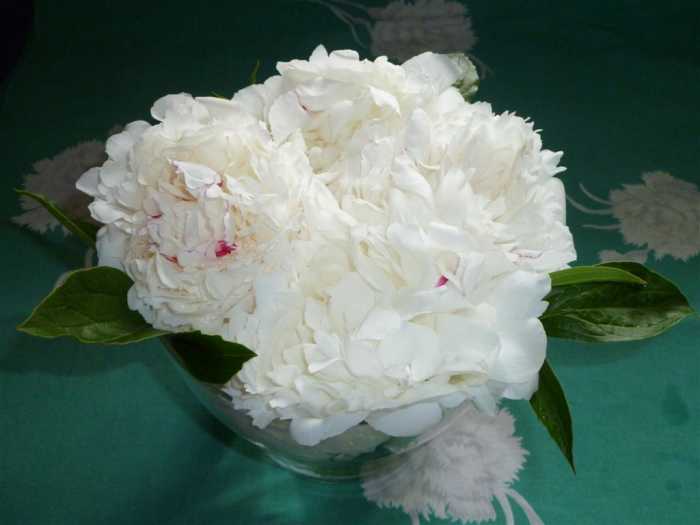 How to Arrange Peonies 5 Ideas Dengarden