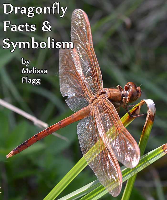 Dragonfly Facts and Symbolism Owlcation