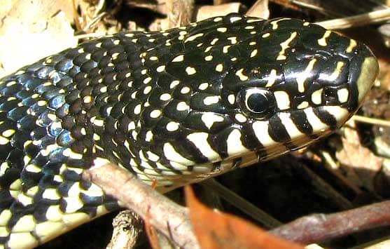 A Comprehensive Guide to the Speckled Kingsnake - Owlcation