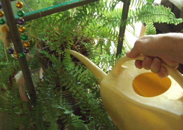 Plants like water that has been used before more than they like drinking water - as long as it's not toxic.