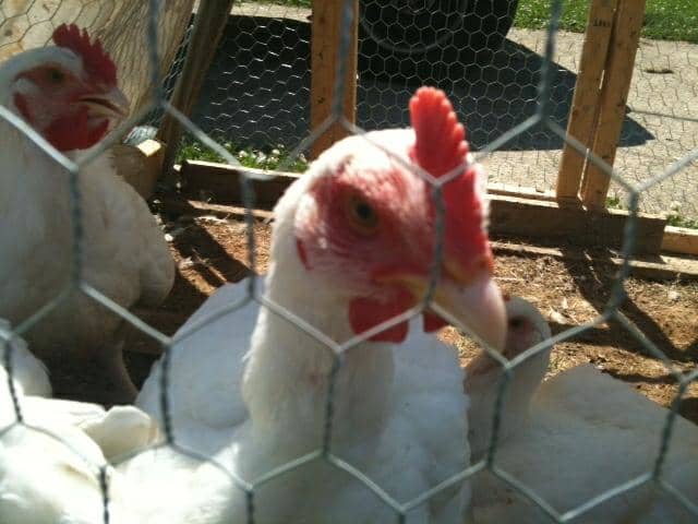 How To Raise Cornish Cross Chickens For Meat Birds Dengarden