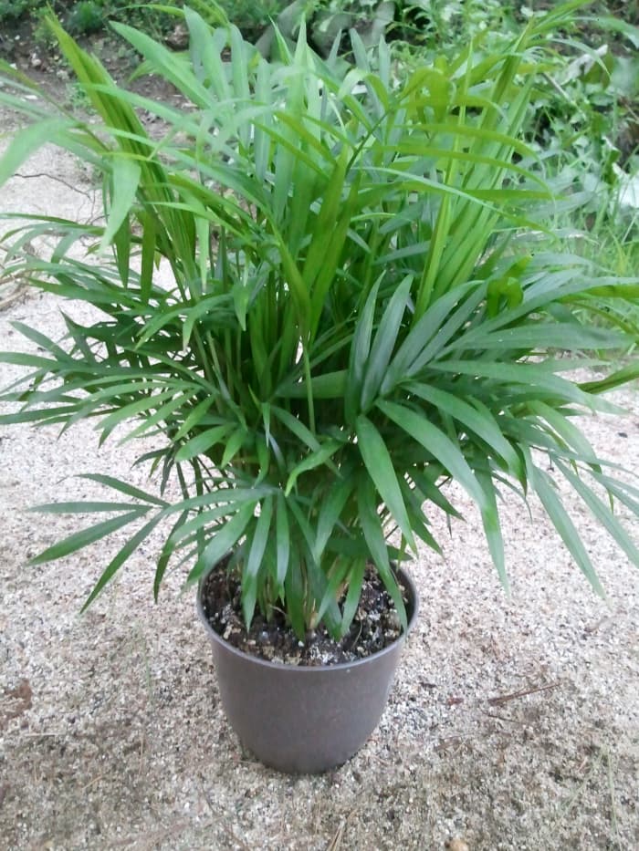 Parlour palm (chamaedorea elegans) is relatively small and can easily be grown and cared for indoors, thus making it the ideal houseplant.