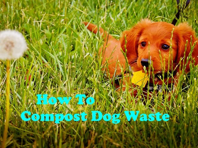 How to compost your dogs waste.