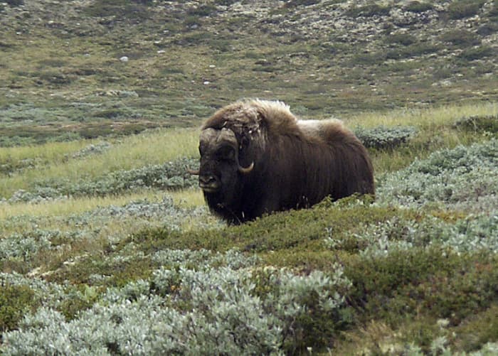 When modern humans first entered Europe this is the sort of environment that greeted them. The musk-ox is one of the few surviving examples of European megafauna.