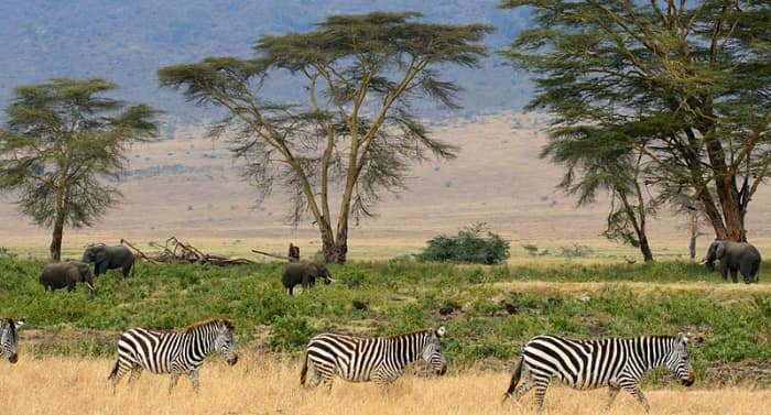 The savannah landscape of scattered trees and open spaces proved to be an ideal habitat for an upright ape.