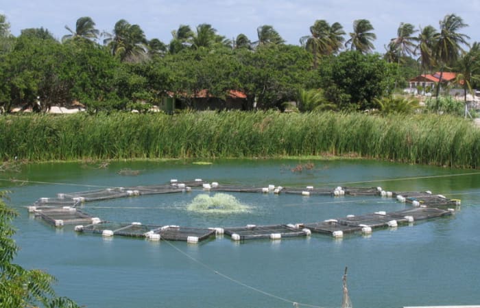 This a picture of one of our lakes full of fish. In this photo, you will see several cages. The 2m X 2m can hold up to 600 adult fish, and the 3m x 2m can take up to 900 fish. These are fed by rowboat.