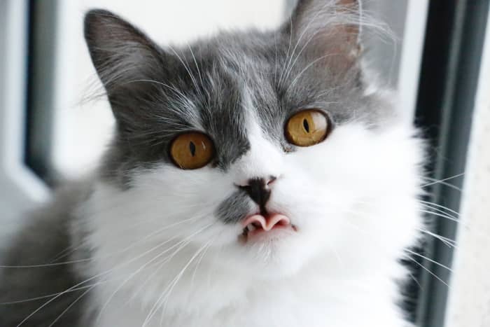 Cats sometimes show their affection and loyalty in ways that may be strange to us.