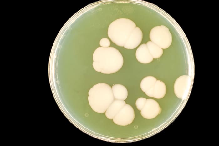 Candida albicans cultures on nutrient agar