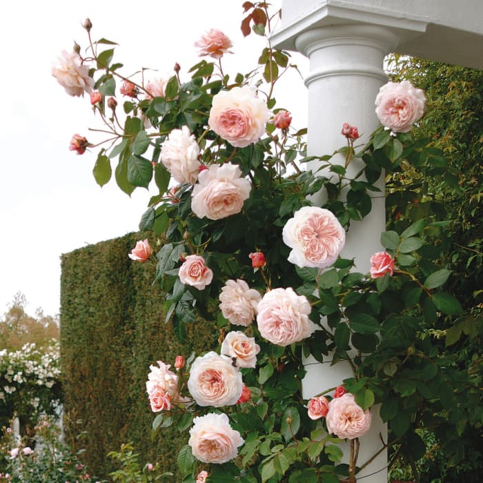 A Shropshire Lad. Named by the grower, David Austen, himself fom Shropshire, in honour of A. E. Housman's cycle of poems.