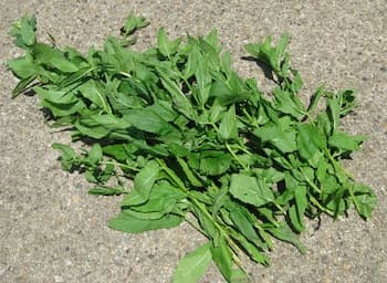 Mint is a popular breath freshener. Always carry mints with you in case you need them. Bad breath is a sure way to scare someone off.